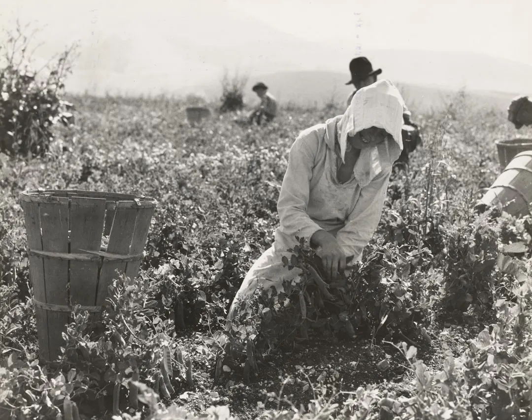 young korean farmer field